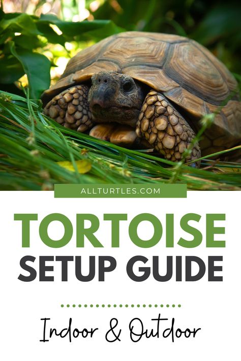 Tortoise Enclosure Outdoor Diy, Tortious Habitat Outdoor, Tortoise House Ideas, Tortoise Vivarium Ideas, Tortoise Table Indoor Diy, Indoor Tortoise Habitat, Indoor Tortoise Enclosure Ideas, Red Footed Tortoise Habitat Indoor, Redfoot Tortoise Enclosure Indoor