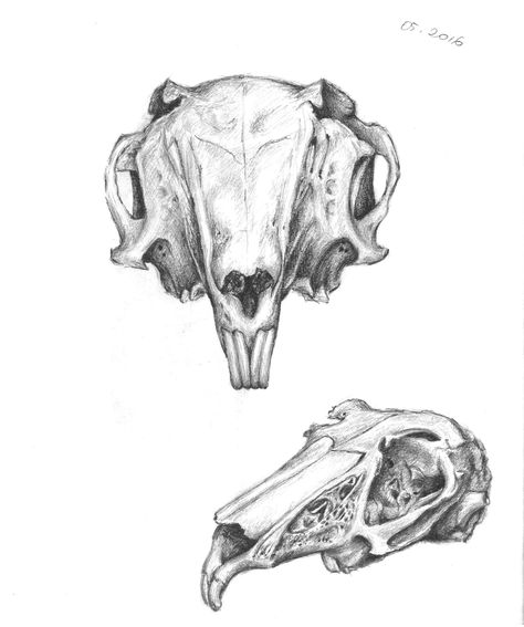 Study of a rabbit skull Mouse Skull Drawing, Rat Skull Drawing, Rat Skull Tattoo, Rabbit Skull Drawing, Rabbit Skull Tattoo, Hare Skull, Animal Skull Drawing, Rabbit Anatomy, Rat Skull