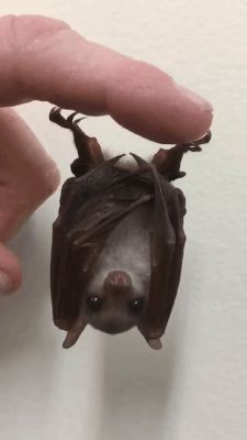 Baby Bats, Cute Bat, Cute Creatures, Cute Little Animals, 귀여운 동물, Animals Friends, Upside Down, Beautiful Creatures