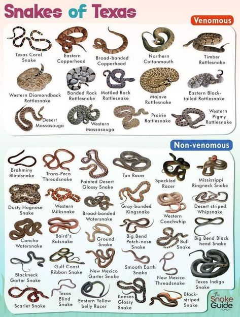 Texas Snake Identification | Facebook Snake Worksheet, Texas Snakes, Mojave Rattlesnake, Venomous Snake, Milk Snake, Pig Breeds, Black Rat, Poisonous Snakes, Rat Snake