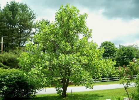 Trees add much-needed shade, privacy, color, and value to your backyard. Check out this list of longstanding favorites that you can easily incorporate into your lawn design for stunning results. Trees For Backyard, Best Shade Trees, Tulip Poplar Tree, Tupelo Tree, Landscaping Around Trees, Tulip Tree, Privacy Trees, Backyard Trees, Landscaping Trees