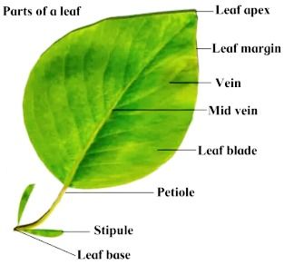 Draw a neat and labelled diagram of Parts of a leaf. Leaf Diagram, Parts Of A Leaf, Science Images, Tree Id, Chemistry Education, Simple Leaf, Leaf Drawing, Parts Of A Plant, Grade 2