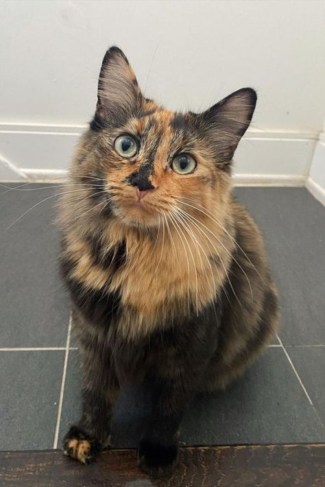 Pretty Tortoiseshell Cat, Fluffy Tortoiseshell Cat, Long Hair Tortoise Shell Cat, Diluted Tortoiseshell Cat, Tortishell Cat Aesthetic, Tortoishell Cats, Cat Tortoiseshell, Tortoiseshell Cats, Tortie Cats