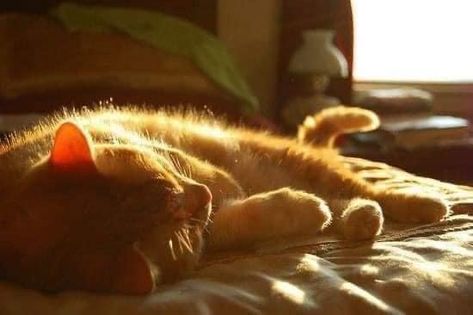 Seni Vintage, Söt Katt, Fotografi Vintage, Orange Cat, Photography Inspo, 귀여운 동물, Pretty Pictures, Film Photography, Aesthetic Pictures