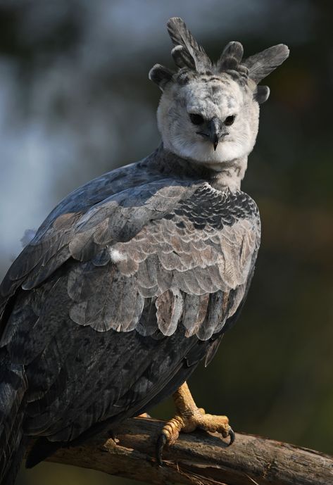 Harpy Eagle, Eagle Wallpaper, Eagle Pictures, Eagle Tattoo, Bird Of Prey, Bear Claws, Grizzly Bear, Birds Of Prey, Greek Mythology