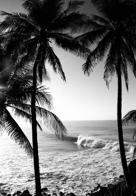 Beach Fotos, Pretty Views, Dark Fairytale, Wall Paper Phone, Palm Trees Beach, Cute Laptop Wallpaper, Original Iphone Wallpaper, Shotting Photo, Cool Backgrounds Wallpapers