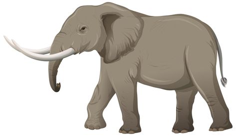 Elephant Gif, Elephant Clip Art, Elephant Costumes, Elephant Photography, Elephant Pictures, Elephants Photos, Wild Elephant, Elephant Drawing, Elephant Tattoo