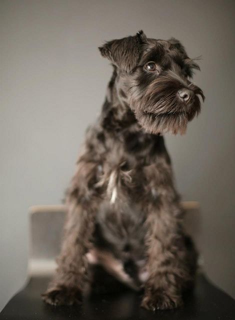 Portrait of a Lord by The Wonderer #Miniature #Schnauzer Miniature Schnauzer Black, Schnauzer Grooming, Mini Schnauzer Puppies, Standard Schnauzer, Miniature Schnauzer Puppies, Fox Terriers, Schnauzer Puppy, Popular Dog Breeds, Most Popular Dog Breeds