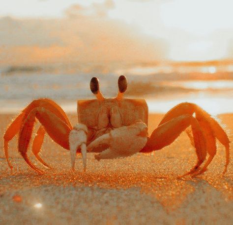 Crab Aesthetic, Crab Photography, Crab Photo, Funny Crab, Sunrise Tattoo, Beautiful Sea Creatures, Aquatic Animals, Wallpapers Images, Ocean Creatures