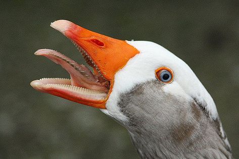 Hissing Goose | by AMKs_Photos Unusual Animals, Funny Pictures, Birds, Let It Be, Animals