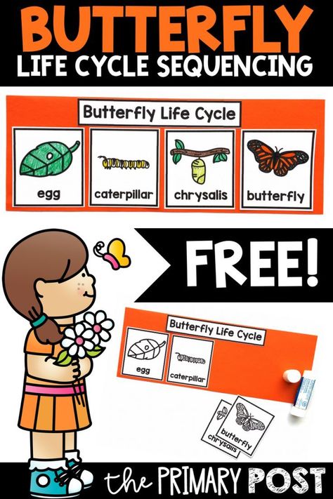 Butterfly Life Cycle Sequencing FREEBIE - The Primary Post Kindergarten Sequencing, Butterfly Cycle, Life Cycles Preschool, Insects Preschool, Butterflies Activities, Life Cycles Activities, 1st Grade Science, Science Activity, Kindergarten Lesson Plans