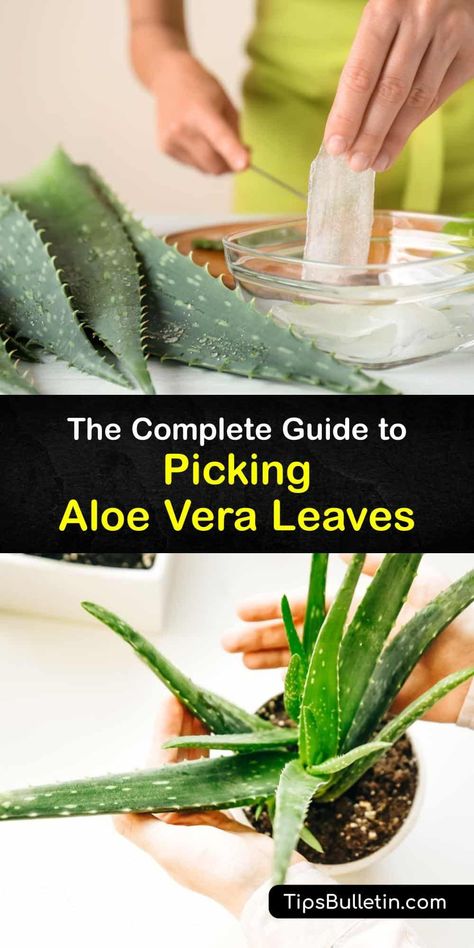 Discover when and how to harvest aloe vera leaves from an aloe vera plant and use the gel for healing sunburn. This succulent plant has many healing properties, and it’s easy to harvest-aloe with a sharp knife and use the cut end to treat minor burns. #harvest #aloevera Aloe Vera Harvesting, Harvest Aloe Vera Plant, How To Harvest Aloe Vera Plant, Harvesting Aloe Vera Plant, How To Harvest Aloe Vera, Fresh Aloe Vera Uses, Harvesting Aloe, Aloe Vera For Sunburn, Plants Guide