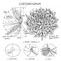 Drawing Flowers Easy, Chrysanthemum Flower Drawing, Chrysanthemum Drawing, Chrysanthemum Painting, Micron Pen Art, Make Drawing, Step By Step Sketches, How To Draw Flowers, Beautiful Dawn