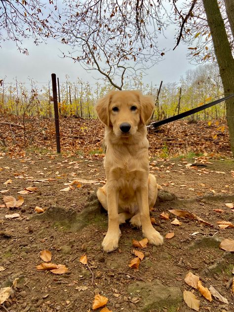 Milo Cocker Retriever, Golden Cocker Retriever, Golden Cocker, Golden Retriever, Dogs, Quick Saves