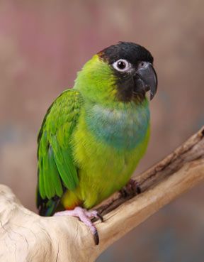 A Nanday Conure was giving to me by another homeschooling family when I was a kid, I miss him. His name was Cosmo. Nanday Conure, Pretty Parrots, Nanday Parakeet, Green Cheek Conure Food, Green Cheek Conure Cage Setup, Sun Cheek Conure, Green Check Conure, Green Cheeked Conure, Conure Bird