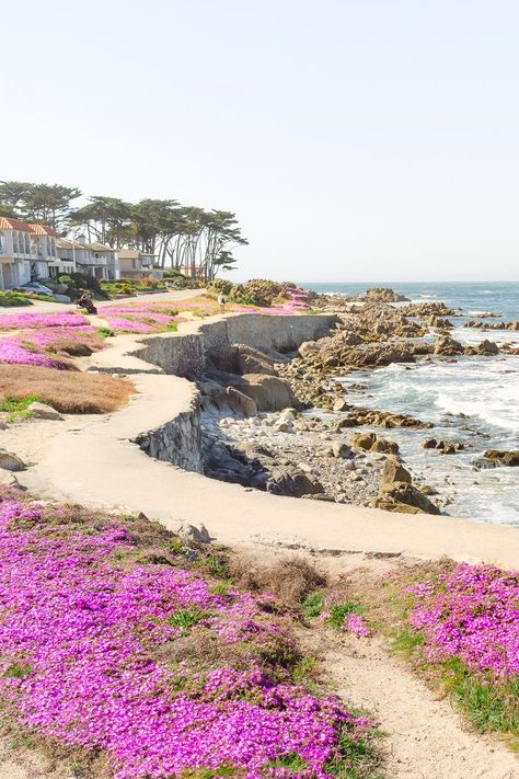 A "magic purple carpet" of ice plants blooms every Spring in Pacific Grove next to the stunning California coast. A must see part of your day trip to the Monterey Peninsula, Carmel, Big Sur and San Francisco Bay Area! Read more about where and when to see them! #california #monterey #bigsur #flowerfields #spring Things to do in California, California highway 1 road trip, California travel, most beautiful places in California Monterey California Photography, California Monterey, Magic Purple, Goals 2024, Purple Carpet, Monterey Peninsula, Amazing Scenery, Places In California, Monterey Bay Aquarium