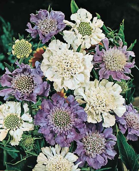 Pincushion Flower Garden, Scabiosa Flower Arrangement, Scabiosa Bouquet, White Perennial Flowers, Scabiosa Caucasica, Scabiosa Flower, Focal Flowers, Perennials Low Maintenance, Frost Flowers