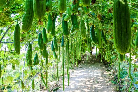 Zucchini Trellis, Growing Zucchini Vertically, Growing Zucchini, Zucchini Plants, Growing Vines, Diy Trellis, Icons Website, Tomato Cages, Room With Plants