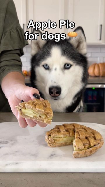 The Husky Fam on Instagram: "Sky’s favorite Thanksgiving Dessert 🍏 #applepie #dog #treat #easyrecipes" Thanksgiving Dog Recipes, Thanksgiving For Dogs, Foods Dogs Can Eat, Dog Cake Recipes, Dog Treats Homemade Easy, Pet Treats Recipes, Easy Dog Treat Recipes, Dog Thanksgiving, Easy Dog Treats