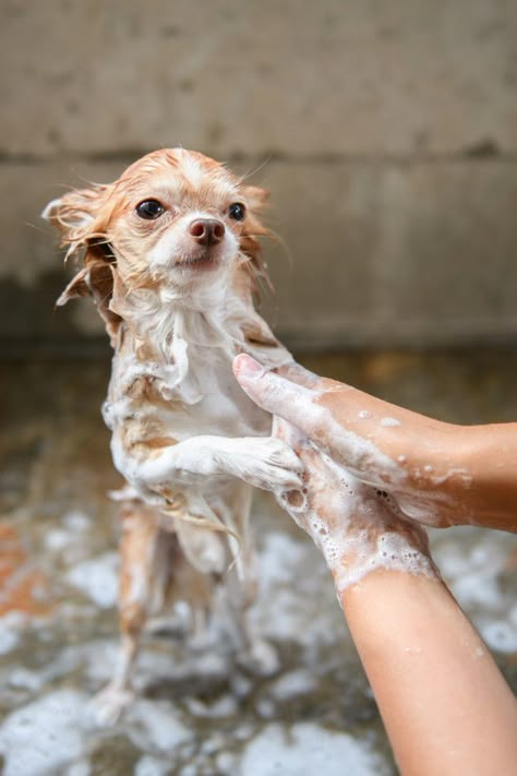 A dog taking a shower with soap and wate... | Premium Photo #Freepik #photo #water Photo Water, Top Dog Breeds, Grooming Business, Dog Grooming Business, Dog List, Indoor Pets, Dog Wash, Animal Magic, Yorkie Dogs