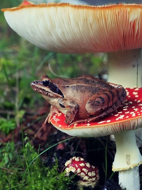 Find Your Aesthetic, Frog Sitting, Frog Pins, Goblin Core, Funny Frogs, Frog And Toad, Mushroom Art, Cute Frogs, Amphibians