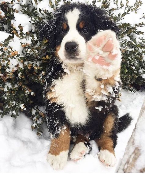 Burnese Mountain Dog, Big Dogs Breeds, Biggest Dog In The World, Dog Breed Names, Biggest Dog, Bernese Mountain Dog Puppy, St Bernard Puppy, Really Cute Puppies, Dogs Breeds