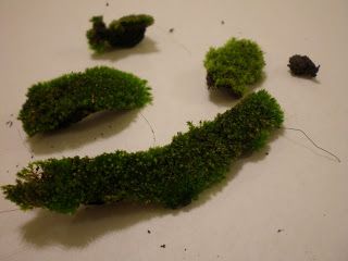 The Fern and Mossery: Q & A: How to wash moss (and why)? Low Growing Shrubs, Growing Moss, Living Wreath, Edible Wild Plants, Air Plant Terrarium, Orchid Arrangements, Best Plants, Moss Garden, Moss Art