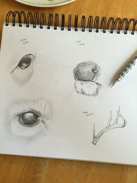 Pencil study drawing of whitetail deer features. Deer Nose Drawing, Deer Eyes Drawing, Deer Drawing Sketches, Deer Nose, Deer Drawing Easy, Drawing Deer, Deer Eyes, 3d Monster, Study Drawing