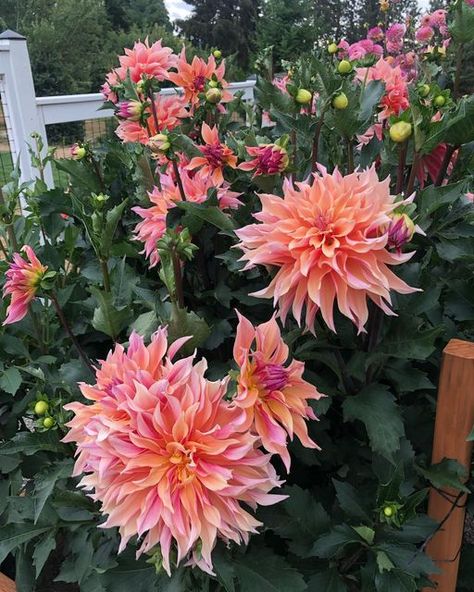 Only The Pretty Petals on Instagram: "Labyrinth 💕 #dahlias #pinkdahlias #imherefortheruffles #discoveringdahlias #dahliagarden" Labyrinth Dahlia, Dahlia Labyrinth, Flower Widget, Planting Dahlias, Plant Combos, Dahlia Bouquet, 1st December, Dahlias Garden, Floral Inspiration