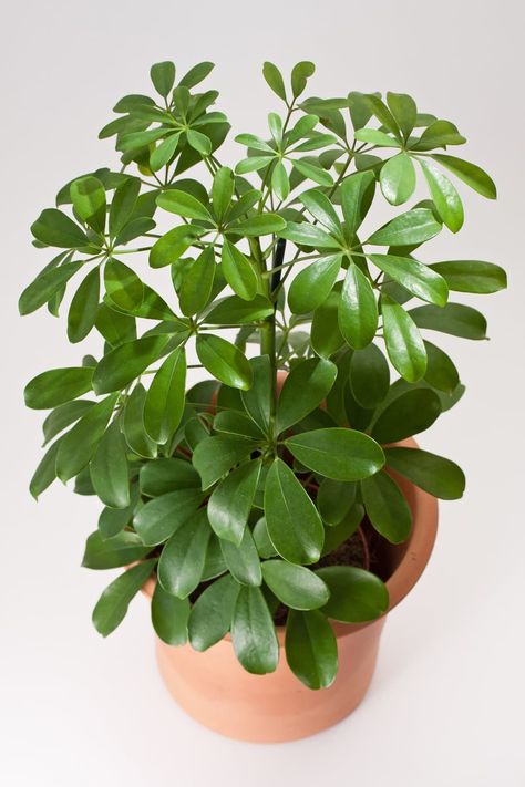 Umbrella Plants: Our Best Tips for Growing and Care | Apartment Therapy Umbrella Plant Care, Umbrella Plant, Indoor Vegetables, Umbrella Tree, Plant Care Houseplant, Indoor Vegetable Gardening, Home Vegetable Garden, Office Plants, Outdoor Plants