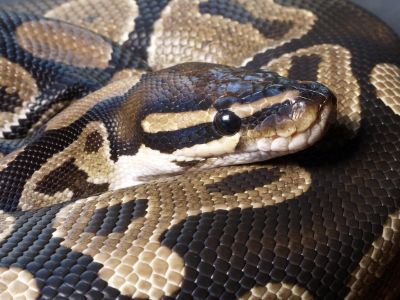 Normal Ball Python, Red Tail Boa, Kinds Of Snakes, Milk Snake, Danger Noodle, Danger Noodles, Types Of Snake, Coral Snake, Ball Pythons