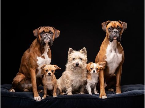 Multiple dog pet photography shoot falkirk central scotland (8) Dogs Photoshoot, Scottish Dog, Pet Photography Studio, Puppy Portraits, Photoshoot Video, Multiple Dogs, Dog Personality, Dog Photoshoot, Group Of Dogs