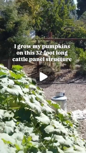 Briana Bosch on Instagram: "Seeking your favorite pumpkin recipe please!! The pumpkin tunnel exploded with growth this year and we have so many to store and enjoy! 

This cattle panel system not only lets us trellis vegetables in summer, it serves as a protected tunnel for winter. We cover it with greenhouse film and overwinter veggies and flowers like spinach, kale, anemone, ranunculus and arugula for early spring bounty!

The tunnel is totally safe from wind and snow weight, and is attached to the ground using 3’ rebar bracketed onto 2x6 cedar along the ground. Those cedar lengths hold the cattle panels (these ones are 4x8’ and we have 8 of them strung together). 

But conundrum—I seem to be lacking in good pumpkin recipes, so please share your favorite!!

#pumpkin #fall #recipes #pumpki Mini Pumpkin Trellis, Trellis Vegetables, Pumpkin Tunnel, Squash Tunnel, Trellis Tunnel, Pumpkin Tunnel Garden, Raised Bed Pumpkin Patch, Pumpkin Trellis, Small Farms