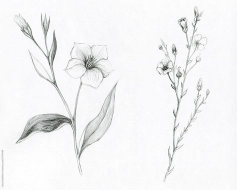 "Flax Flower Drawing" by Stocksy Contributor "Liliya Rodnikova" - Stocksy Flax Flower Tattoo, Flax Flowers, Flower Illustration, Abstract Background, Botanical Illustration, Business Names, Flower Drawing, Abstract Backgrounds, Flower Tattoo