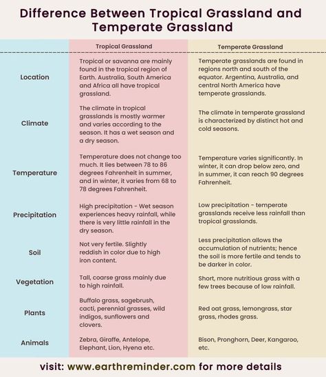 Major Differences Between Tropical Grassland and Temperate Grassland in a comparison chart. Tropical Grassland, Grasslands Biome, Grassland Ecosystem, Temperate Grassland, Grassland Biome, Savanna Grassland, Rainforest Ecosystem, Biomes Project, Grassland Habitat