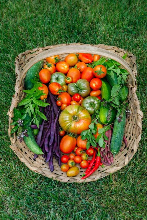 Grow Your Vitamins - 20 Most Nutrient Dense Veggies to Grow in Your Garden Vegetable Harvest Basket, Harvest Basket Ideas, Dream Garden Vegetable, Sprout Marketing, Veggies To Grow, Ceramics Sculptures, Vegetable Harvest, Popular Photo, Harvest Basket