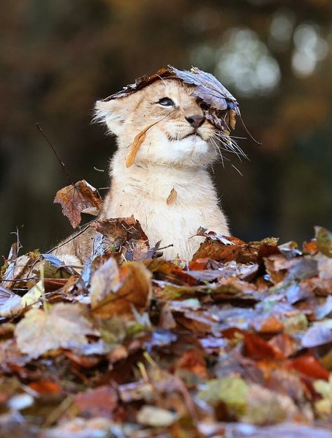 Lion cub playing in a pile of leaves. Lion Cub, Lion