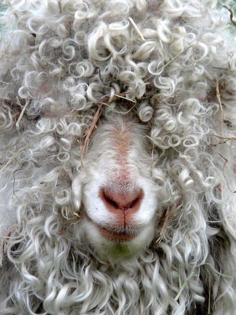 CURLY Sheep Art, Angora Goats, Sheep And Lamb, Animal Antics, A Sheep, Animal Photo, Felt Animals, Nature Animals, Animals Friends