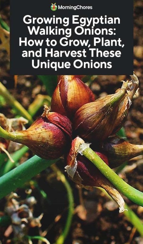 Growing Egyptian Walking Onions: How to Plant, Grow, and Harvest These Unique Onions Walking Onions, Home Made Fertilizer, Vegetable Benefits, Planting Onions, Perennial Vegetables, Aloe Vera Plant, Garden Veggies, Veg Garden, Food Forest