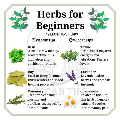 Which herb is a must-have for you? Don't take this list very seriously, it is okay if you don't have/don't want to have some of these… Herbs For Beginners, Witchcraft Herbs, Magickal Herbs, Witch Herbs, Magia Das Ervas, Green Witchcraft, It Is Okay, Witch Garden, Magic Herbs