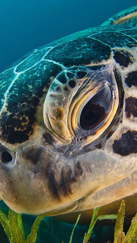 Turtle Regard Animal, Fauna Marina, Under The Water, Ocean Floor, Green Sea Turtle, Turtle Love, Green Turtle, On The Ocean, Animale Rare