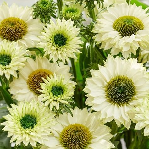 SunSeekers 'White Perfection' Coneflower - Grown By Overdevest Plant Zones, Sun Perennials, Echinacea Purpurea, Starter Plants, Flowers Perennials, Autumn Garden, Perennial Plants, Ground Cover, Beautiful Blooms