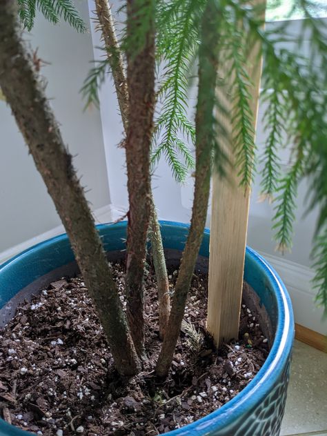 Learn how to care for a Norfolk Island Pine with multiple trunks. What to do differently? Do you separate the trunks? Norfolk Island Pine Care, Norfolk Island Pine Christmas Tree, Norfolk Pine Indoor, Norfolk Pine Care, Norfolk Island Pine, Plant In A Pot, Norfolk Island, Plant Party, Norfolk Pine