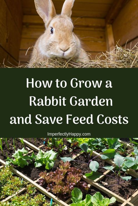 How to Grow a Rabbit Garden and Saved Feed Costs. Better nutrition for your meat rabbits, better nutrition for you. Raising Rabbits For Meat, Flemish Giant Rabbit, Rabbit Enclosure, Rabbit Habitat, Pet Rabbit Care, Rabbit Farm, Giant Rabbit, Meat Rabbits, Rabbit Treats