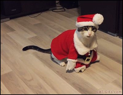 via GIPHY Christmas Banners Discord Gif, Christmas Banner Discord Gif, Christmas Gifs Pfp, Christmas Cat Banner Discord, Christmas Banner Discord, Gif Natal, Christmas Gifs Animated, Parrot Gif, Cat Gifs Discord