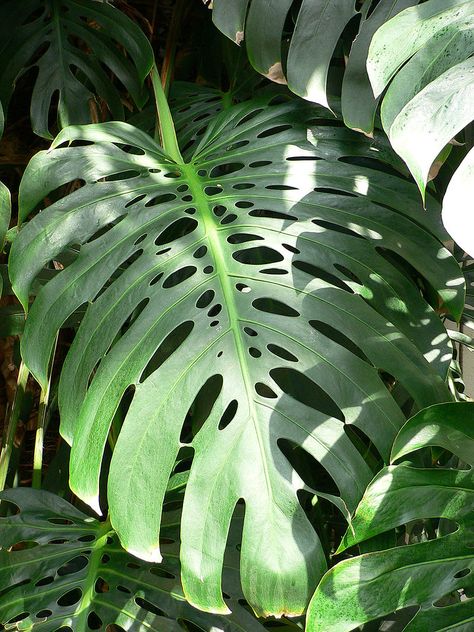 Plants Names, Rainforest Plants, Swiss Cheese Plant, Cheese Plant, Fruit Seeds, Monstera Deliciosa, Easy Plants, Tropical Rainforest, Swiss Cheese