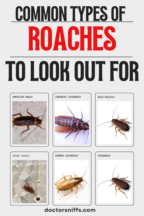 Types of Roaches: A GUIDE Types Of Roaches, German Roaches, German Cockroach, Oval Shape, To Look, York City, New York City, The Neighbourhood, New York