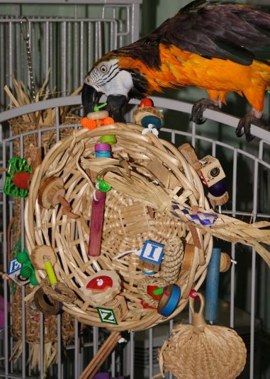 Great way to recycle wicker Easter baskets. Bird toys!! Macaw Toys, Toys For Parrots, Homemade Bird Toys, Diy Parrot Toys, Wicker Easter Basket, Bird Ideas, Diy Bird Toys, Bird Aviary, Bird Care