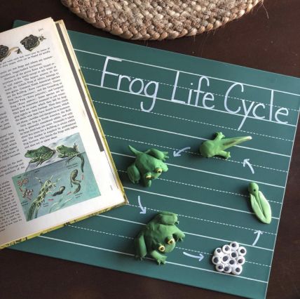 Polymer Clay Frog Life Cycle- With His Grace Clay Frog, Frog Life Cycle, Old Candle Jars, Sarah Wilson, Lifecycle Of A Frog, Alphabet Board, Frog Life, Oldest Daughter, Old Candles