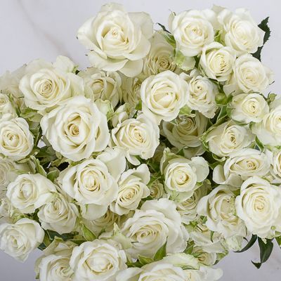 snowflake spray roses Multicolored Roses, White Spray Roses, Mansion House, Rose Varieties, Grey Flowers, Perth Western Australia, Flower Names, Fresh Cut Flowers, Spray Roses